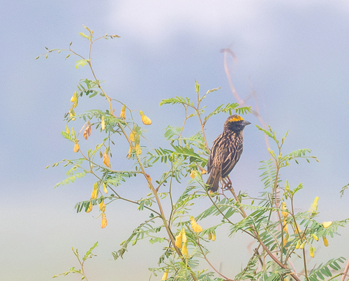 Streaked Weaver (Ploceus manyar), photo 10