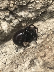 Steatoda autumnalis