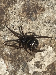 Steatoda autumnalis