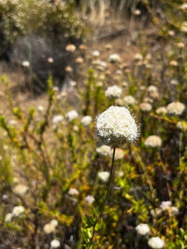 iNaturalist observation photo of California Buckwheat