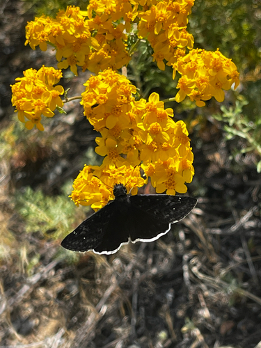 iNaturalist observation photo of Funereal Duskywing