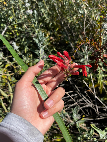 iNaturalist observation photo of heartleaf keckiella