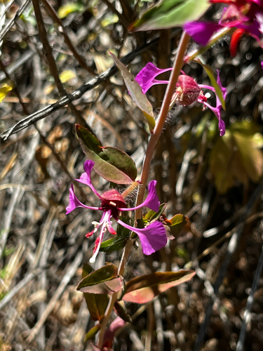 iNaturalist observation photo of Elegant Clarkia