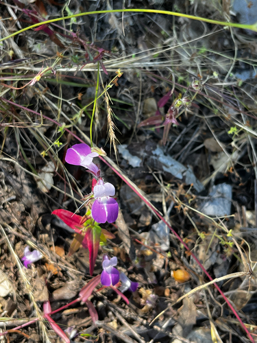 iNaturalist observation photo of Purple Chinese Houses