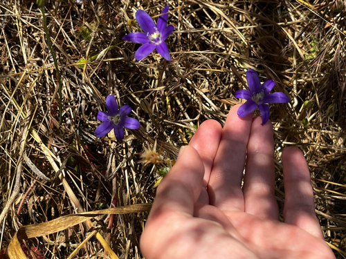 iNaturalist observation photo of Dwarf Brodiaea