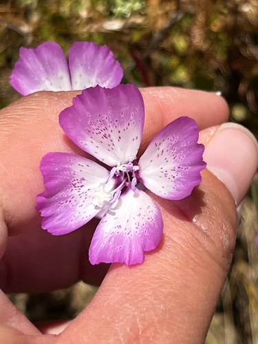iNaturalist observation photo of Speckled Clarkia