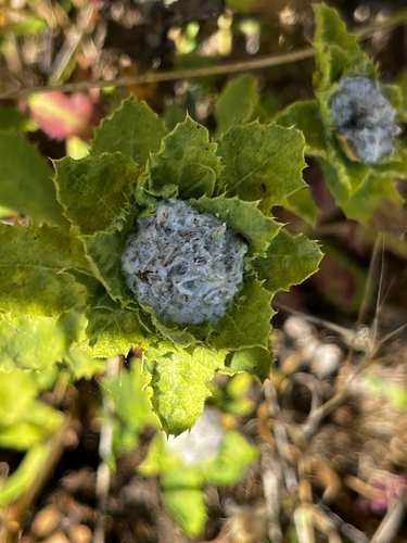 iNaturalist observation photo of life