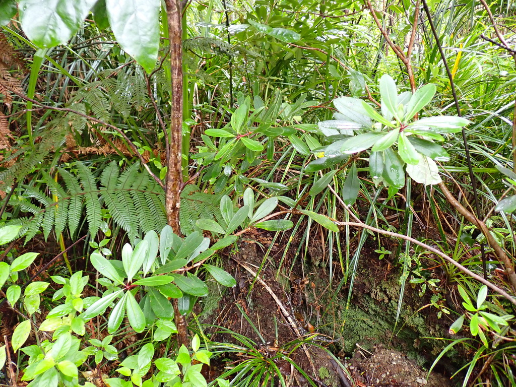 Pittosporum kirkii; photograph (c) Benjamin Lavin, some rights reserved (CC BY)