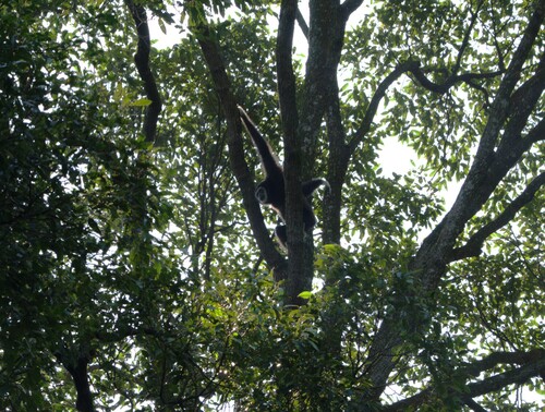 Malaysian Lar Gibbon