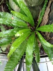 Asplenium antiquum