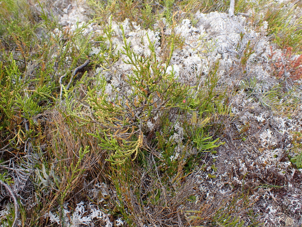 Lepidothamnus laxifolius; photograph (c) Benjamin Lavin, some rights reserved (CC BY)
