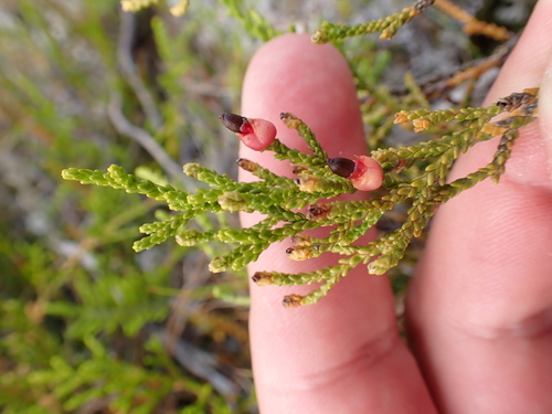 Lepidothamnus laxifolius, photograph 2