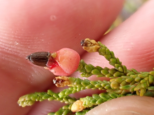 Lepidothamnus laxifolius, photograph 3