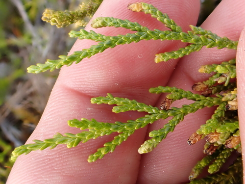 Lepidothamnus laxifolius, photograph 4