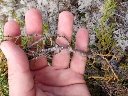 Lepidothamnus laxifolius, photograph 5