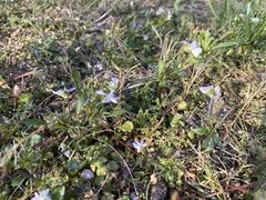 Viola bicolor