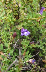 Eremophila weldii