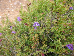 Eremophila weldii