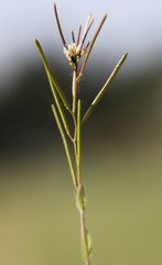 Arabis recta