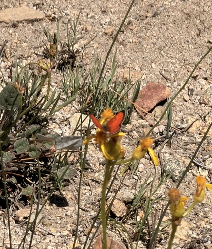 iNaturalist observation photo of Lustrous Copper