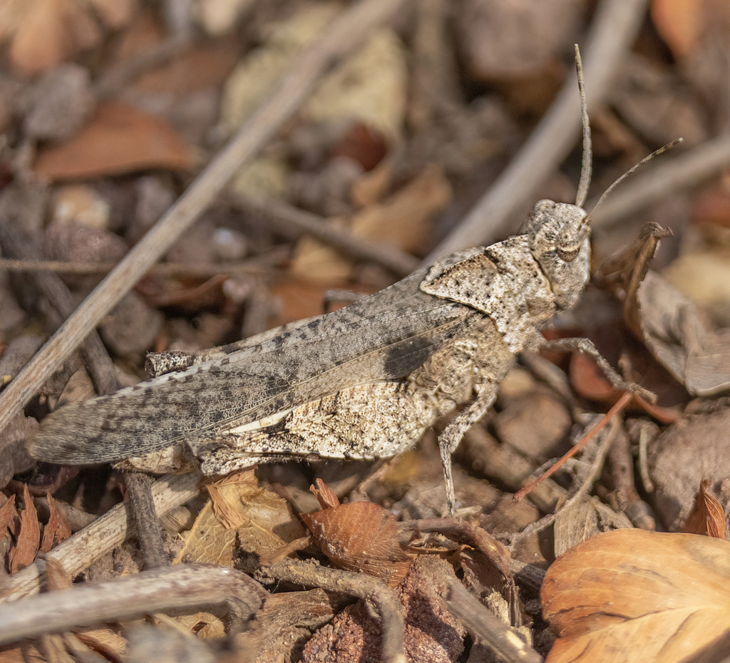 Mexican Oak-leaf Grasshopper