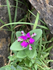 Polygala × dalmaisiana