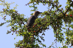 Melanerpes aurifrons