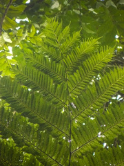 Cyathea cooperi