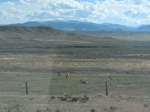 Pronghorn