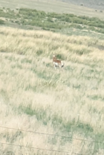 Pronghorn