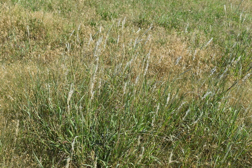 silver bluestem