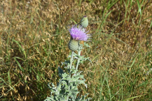 wavyleaf thistle
