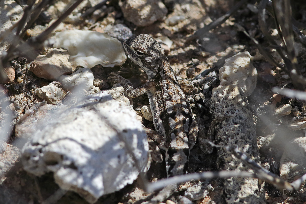 Gnaraloo Heath Dragon