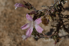 Frankenia pauciflora