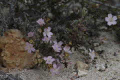 Frankenia pauciflora