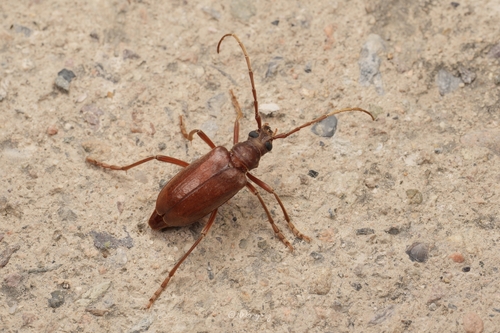 Apatophysis, 2026-06-20