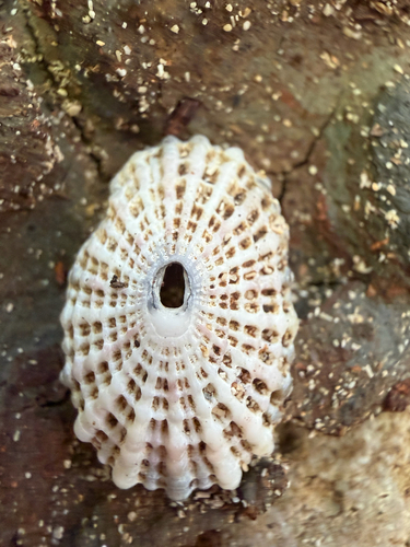 Diodora listeri observed 2026-06-20