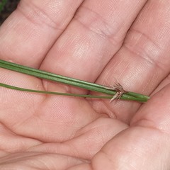 Scleria mackaviensis