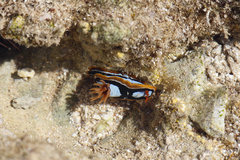 Chromodoris westraliensis image