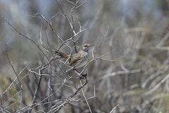Calamanthus campestris