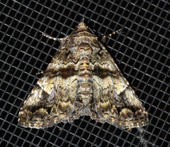 Metria amella