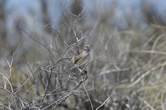 Calamanthus campestris