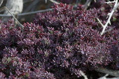 Suaeda australis