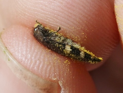 Acmaeodera prorsa