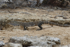 Varanus giganteus