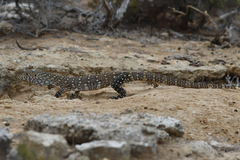 Varanus giganteus