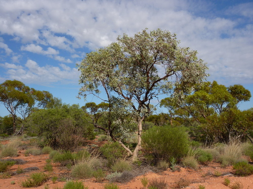 Ooldea Range mallee (Eucalyptus canescens)