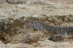 Varanus giganteus