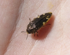 Acmaeodera prorsa