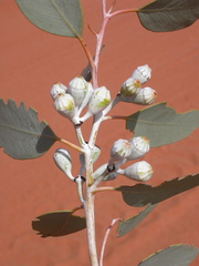 Eucalyptus canescens canescens
